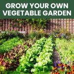 35 Vegetable Seed Packets for Survival Gardening