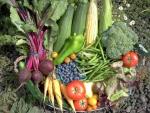 Organic Non-GMO Winter Vegetable Seeds - 12 Varieties