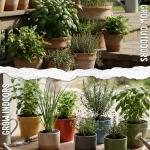 Culinary Herb Seeds Variety Pack for Gardening