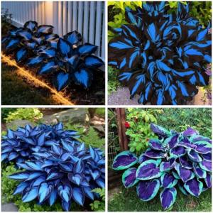 Dark Blue Hosta Seeds for Your Garden