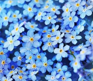 Forget Me Not Flower Seeds - 5000 Count