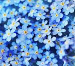 Forget Me Not Flower Seeds - 5000 Count