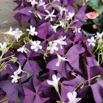 Purple Shamrock Bulbs - 12 Pack for Planting