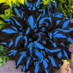 Blue and Black Hosta Seeds for Shade Gardens