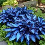 Dark Blue Hosta Seeds for Your Garden