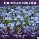 Forget Me Not Flower Seeds - 5000 Count