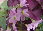 Purple Shamrock Bulbs - 12 Pack for Planting