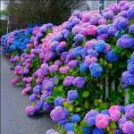 35 Blue Pink Purple Hydrangea Seeds for Garden