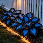 Blue and Black Hosta Seeds for Shade Gardens