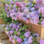 35 Blue Pink Purple Hydrangea Seeds for Garden