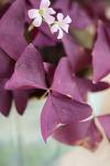 Purple Shamrock Bulbs - 12 Pack for Planting