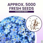 Forget Me Not Flower Seeds - 5000 Count