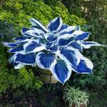 Blue and Black Hosta Seeds for Shade Gardens