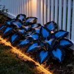 Dark Blue Hosta Seeds for Your Garden