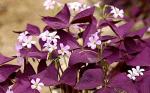 Purple Shamrock Bulbs - 12 Pack for Planting