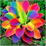 Hosta Seeds for Outdoor Planting and Ground Cover