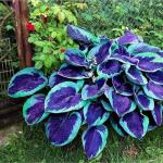 Dark Blue Hosta Seeds for Your Garden