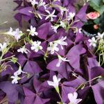 Purple Shamrock Bulbs - 12 Pack for Planting