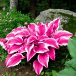 Hosta Seeds for Outdoor Planting and Ground Cover