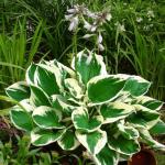 Hosta Seeds for Outdoor Planting and Ground Cover
