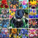 Mixed Rare Iris Flower Seeds for Your Garden