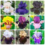 Mixed Rare Iris Flower Seeds for Your Garden