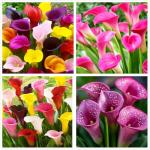 100 Calla Lily Seeds - Colorful Flower Mix