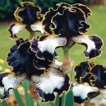 Mixed Rare Iris Flower Seeds for Your Garden