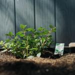 Wooden Raised Garden Bed with Liner - 48"x24"x30