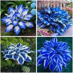 Midnight Blue Hostas Seeds for Outdoor Planting