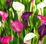 100 Calla Lily Seeds - Colorful Flower Mix