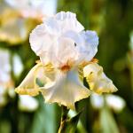 Mixed Rare Iris Flower Seeds for Your Garden