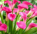 100 Calla Lily Seeds - Colorful Flower Mix