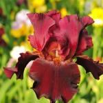 Mixed Rare Iris Flower Seeds for Your Garden