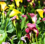 100 Calla Lily Seeds - Colorful Flower Mix