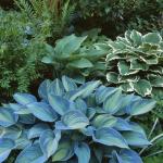 Midnight Blue Hostas Seeds for Outdoor Planting
