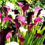 100 Calla Lily Seeds - Colorful Flower Mix