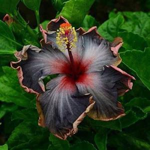 20PCS Black Pink Purple Hibiscus Seeds Collection