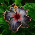 20PCS Black Pink Purple Hibiscus Seeds Collection