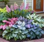Heart-Shaped Hosta Seeds for Shade Gardens