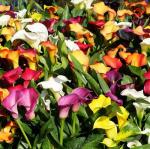 100 Calla Lily Seeds - Colorful Flower Mix