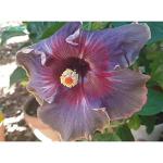 20PCS Black Pink Purple Hibiscus Seeds Collection