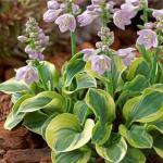 Midnight Blue Hostas Seeds for Outdoor Planting