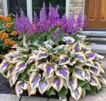 Heart-Shaped Hosta Seeds for Shade Gardens