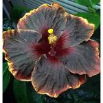 20PCS Black Pink Purple Hibiscus Seeds Collection