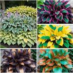 355+ Hosta Seeds for Shade Gardens