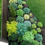 Midnight Blue Hostas Seeds for Outdoor Planting