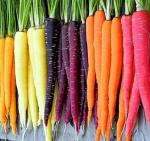 Rainbow Carrot Seeds - Grow Colorful Carrots at Home