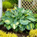 355+ Hosta Seeds for Shade Gardens