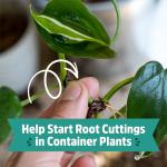 Organic Perlite for Healthy Indoor and Outdoor Plants